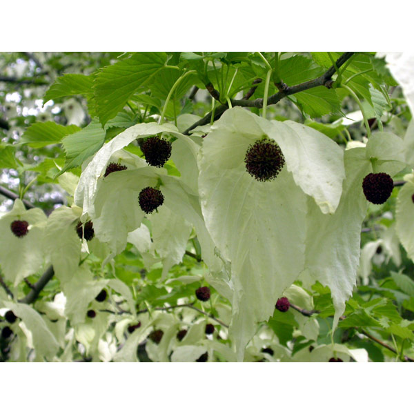 Davidia Involucrata